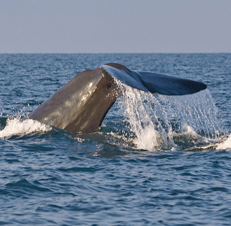 Baby Elephants roaming the grasslands alongside their Mother
